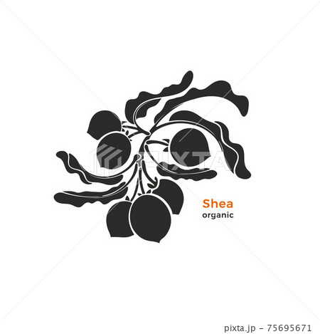 Shea branch. Vector silhouette of nuts, bio butter 75695671