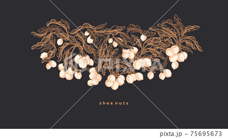 Shea pattern. Vector branch, nut. Art illustration 75695673