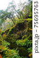 Beautiful scenery of waterfall at Kikuchi Keikoku after raining with light fog, Kumamoto, Japan 75695763