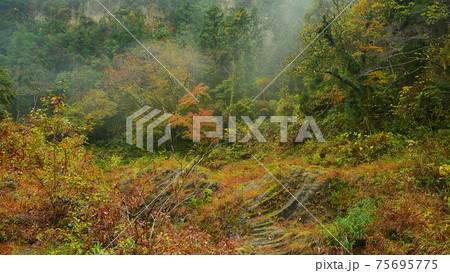 Beautiful scenery of waterfall at Kikuchi Keikoku after raining with light fog, Kumamoto, Japan 75695775