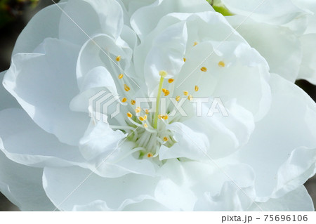 桃の花 桃の花 75696106