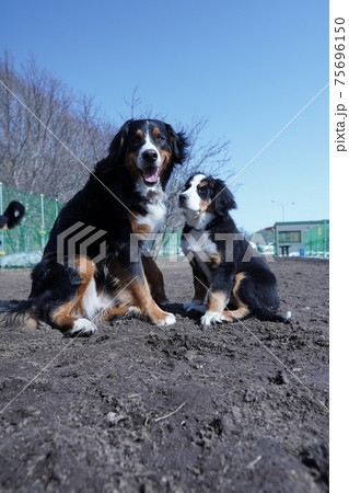 バーニーズマウンテンドッグ 75696150