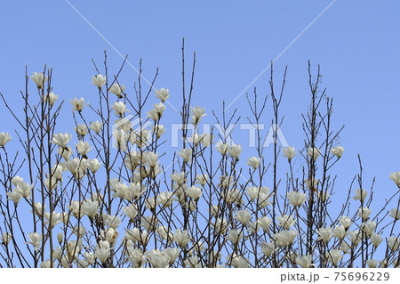 モクレンの花 モクレンの花 75696229