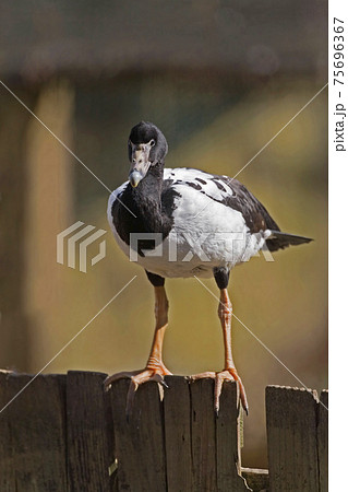 Vertical of Magpie Goose, Anseranas semipalmata, perched Vertical of Magpie Goose, Anseranas semipalmata, perched 75696367