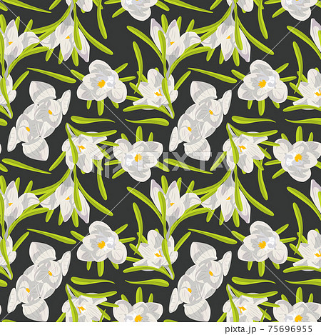 Hand drawn white crocus flowers seamless floral pattern on dark background. Vector illustration 75696955