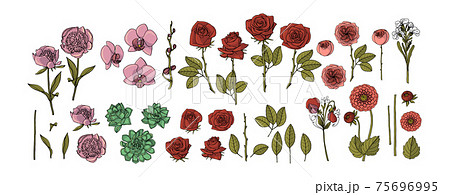 Hand drawn collection of flowers. roses, peony, succulent, orchid, dahlia, vector floral design elements. 75696995