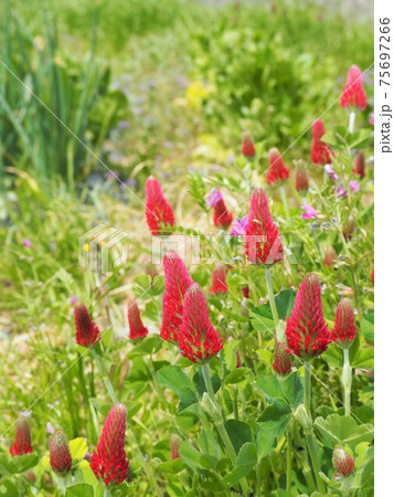 春の野に咲くストロベリーキャンドルの花の写真素材