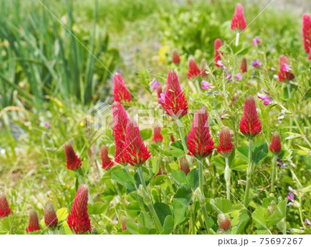 春の野に咲くストロベリーキャンドルの花 75697267