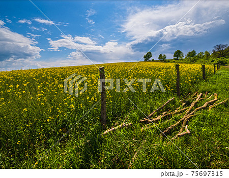 Spring rapeseed yellow blooming fields 75697315