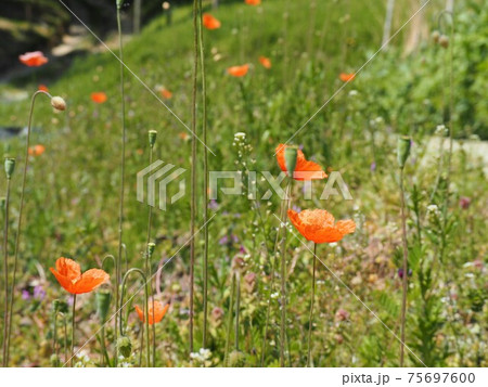 春の野原に咲くナガミヒナゲシの花の写真素材