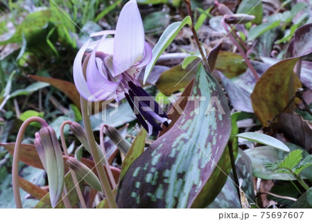 カタクリの花保護自生 カタクリの花保護自生 75697607