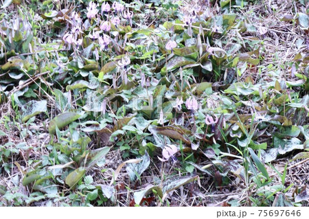 カタクリの花保護自生 カタクリの花保護自生 75697646
