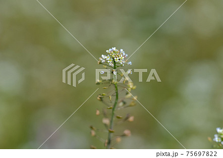 ぺんぺん草 75697822