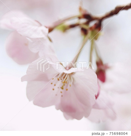 早春の淡いピンクの桜の花 パステルカラーの写真素材