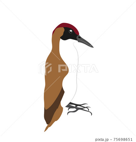 Sitting Brown Woodpecker Isolated On White のイラスト素材