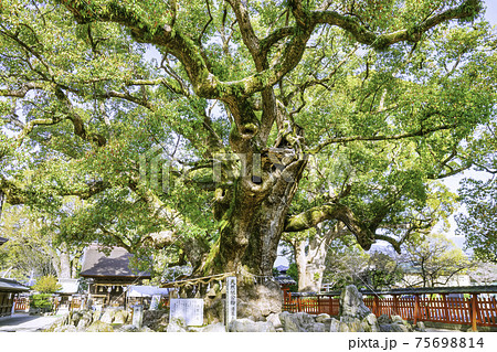 宇美八幡宮にある湯蓋の森と呼ばれる素晴らしい樟の巨木　（福岡県糟屋郡宇美町） 75698814