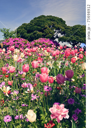 横浜・山下公園 横浜・山下公園 75698912