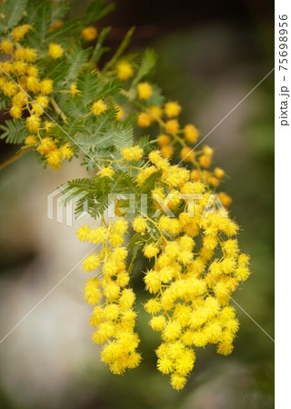 黄色映える黄色のミモザの花 黄色映える黄色のミモザの花 75698956