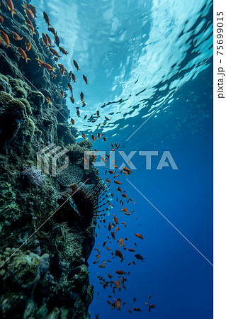 The beautiful reefs of sharm el Sheikh - Egypt. 75699015