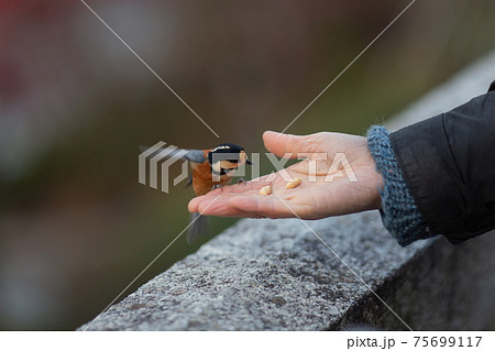 手の平の餌を食べる野鳥 手の平の餌を食べる野鳥 75699117