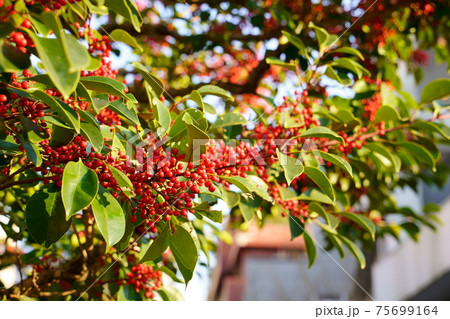 クロガネモチの実 75699164