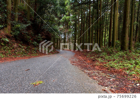 杉の木に囲まれた小さな道　枯れ葉が落ちた道路 75699226