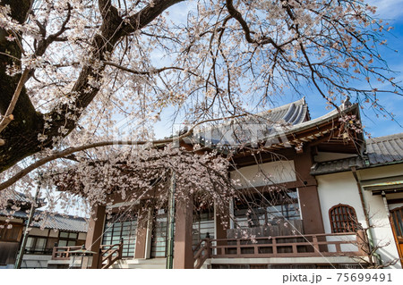香積院、満開のしだれ桜〈愛知県名古屋市〉 香積院、満開のしだれ桜〈愛知県名古屋市〉 75699491