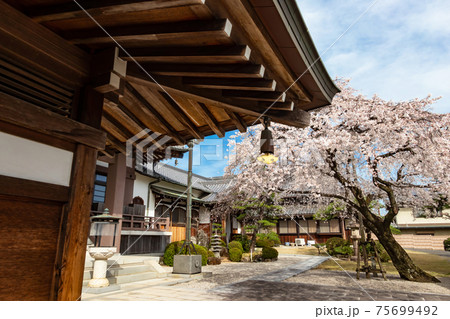 香積院、満開のしだれ桜〈愛知県名古屋市〉 75699492