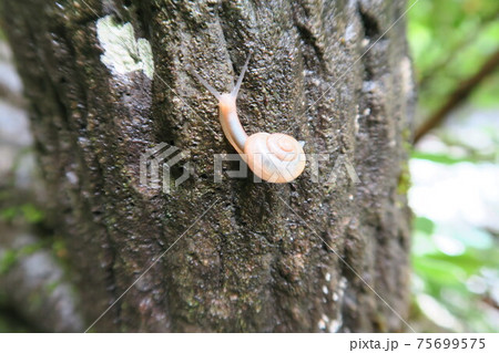 木に登るカタツムリ 木に登るカタツムリ 75699575