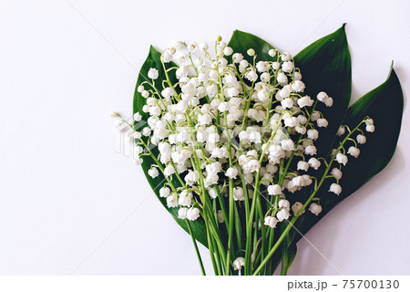 Lilies of the valley on white background Lilies of the valley on white background 75700130