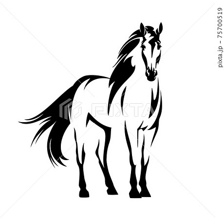 standing mustang horse black and white vector outline portrait standing mustang horse black and white vector outline portrait 75700519
