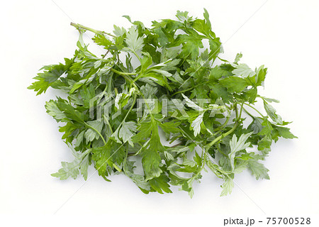 よもぎ　ヨモギ 75700528