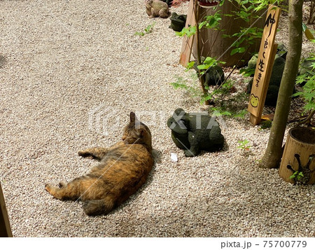 昼寝猫とカエル像 75700779