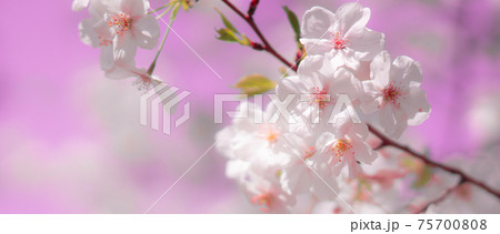 都会で咲く桜の花 75700808