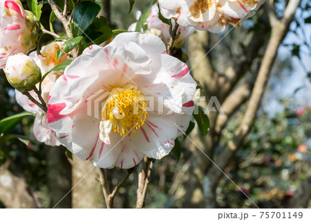 花 フラワー お花 75701149