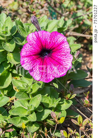 花 フラワー お花 75701227