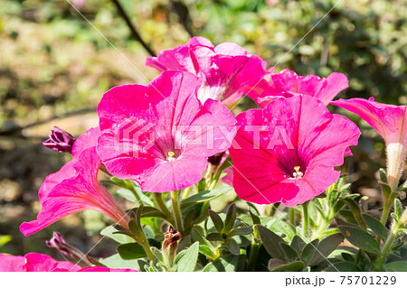 花 フラワー お花 75701229