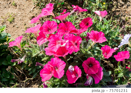 花 フラワー お花 75701231
