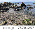 森戸海岸の磯場 75701257