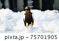オホーツク海の大鷲 75701905