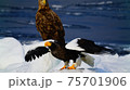 オホーツク海の飛び立つ大鷲 75701906