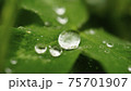 葉に乗った小さな雫 75701907