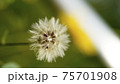 旅立つ前の小さなたんぽぽ 75701908