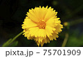 大きく咲いた黄色い花 75701909