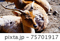 朝日に照らされてまぶしい鹿 75701917
