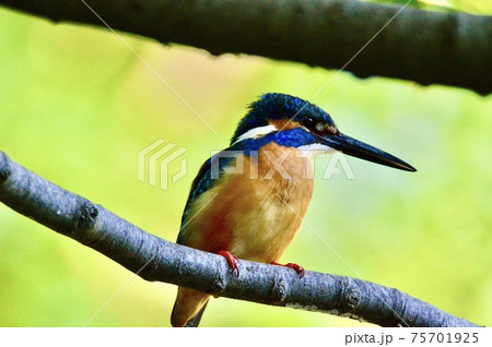 オスのカワセミ 一羽（根川緑道･立川公園／東京都立川市） 75701925