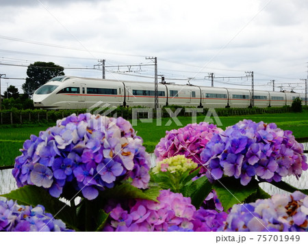 紫陽花VSE 75701949