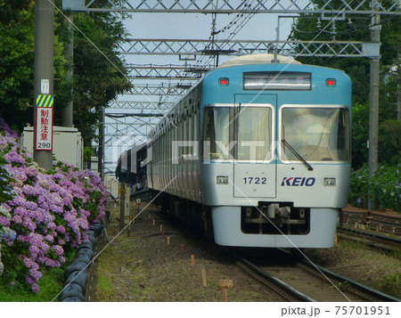 紫陽花と京王1000系 75701951