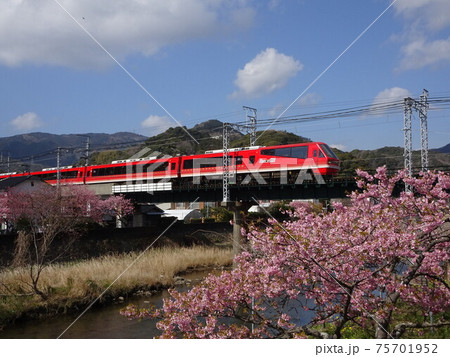 キンメ電車と河津桜 75701952