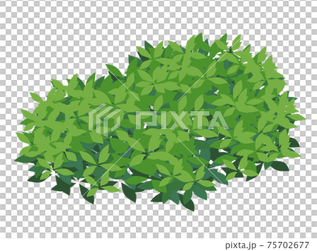 ツツジの木のイラスト_低木 75702677